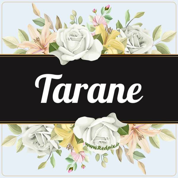ترانه به انگلیسی طرح گل سفید tarane