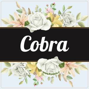کبری به انگلیسی طرح گل سفید Cobra